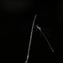 Image of Megalestes australis