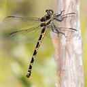 Image of Petalura pulcherrima