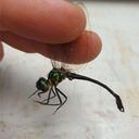 Image of Idomacromiidae