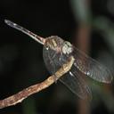Image of Micrathyria cambridgei
