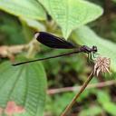 Image of Chalcopteryx seabrai