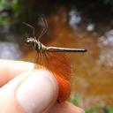 Image of Neophyidae