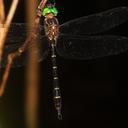 Image of Aeschnosomatidae