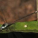 Image of Metagrion