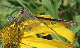 Female Ophiogomphus arizonicus