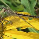 Female Ophiogomphus arizonicus