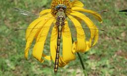 Female Ophiogomphus arizonicus