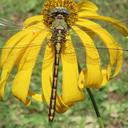 Female Ophiogomphus arizonicus