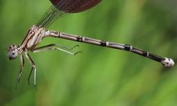 Immature female Pima Dancer