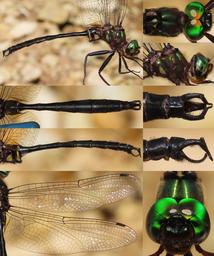 Somatochlora tenebrosa male