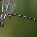 Image of Zoraena dorsalis