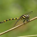 Image of Macrogomphus matsukii