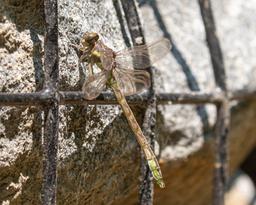 Teneral Male