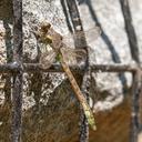Teneral Male