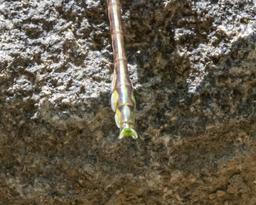 Teneral Male
