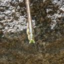 Teneral Male