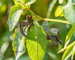 Mating Wheel