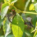 Mating Wheel