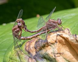 Mating Wheel
