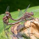 Mating Wheel