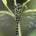 Image of Aeschnophlebia