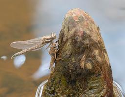 Teneral female