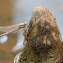 Teneral female