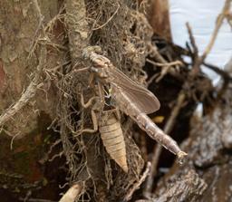 Teneral Male