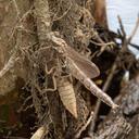 Teneral Male