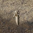Exuvia from Male
