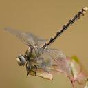 Image of Ophiogomphus occidentis