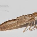 Common Green Darner exuvia