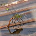 Female ovipositing