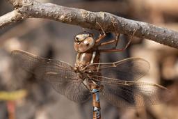 Close up of Thorax