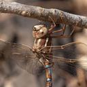 Close up of Thorax