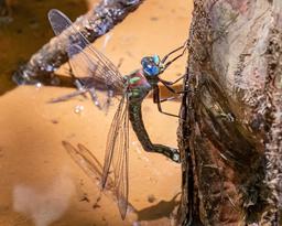 Female ovipositing