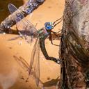 Female ovipositing