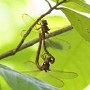Mating Wheel