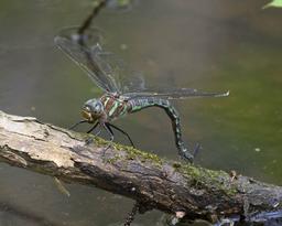 Female ovipositing