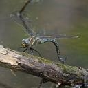 Female ovipositing