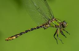 An Appalachian Snaketail held by its wings, imported from iNaturalist.