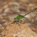 Image of Ophiogomphus westfalli