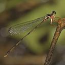 Image of Heteropodagrion sanguinipes