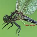 Image of Ophiogomphus anomalus