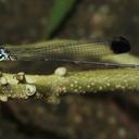 Image of Platysticta apicalis
