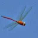 Image of Aeschnosoma