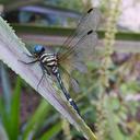 Image of Tetrathemis denticauda