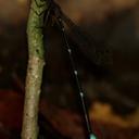 Image of Ceylonosticta bine