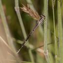 Female Big Bluet