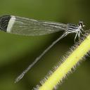 Image of Polythore derivata